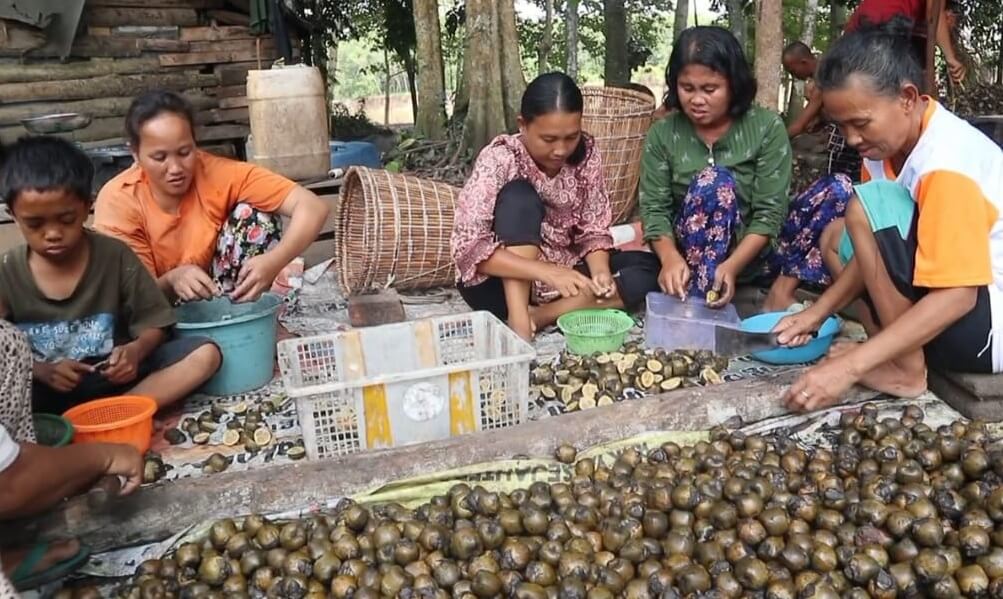 Selama Ramadan, Petani Karet di Prabumulih ‘Banting Setir’ Produksi Buah Kolang Kaling