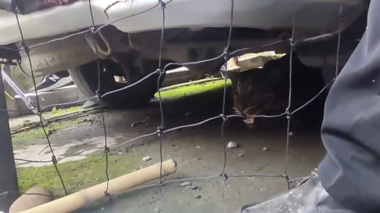 Heboh! Macan Dahan Masuk Permukiman Warga Lahat