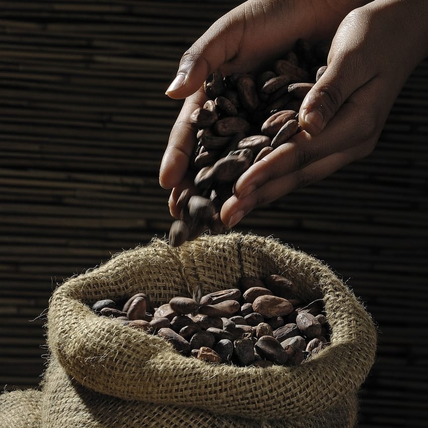 Kenali 4 Manfaat Kakao Untuk Kesehatan Tubuh