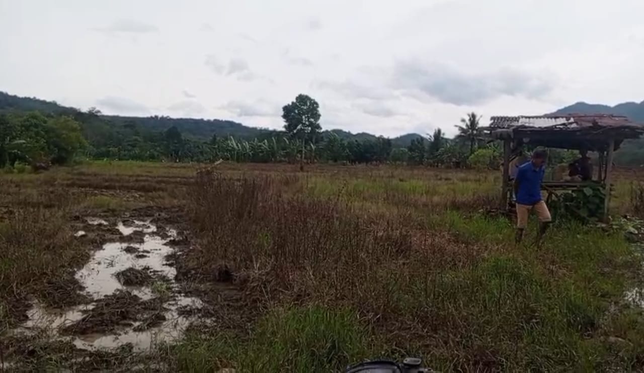 Irigasi Air Lemutu Diduga Dibangun Asal Jadi, Sawah Warga Kering.