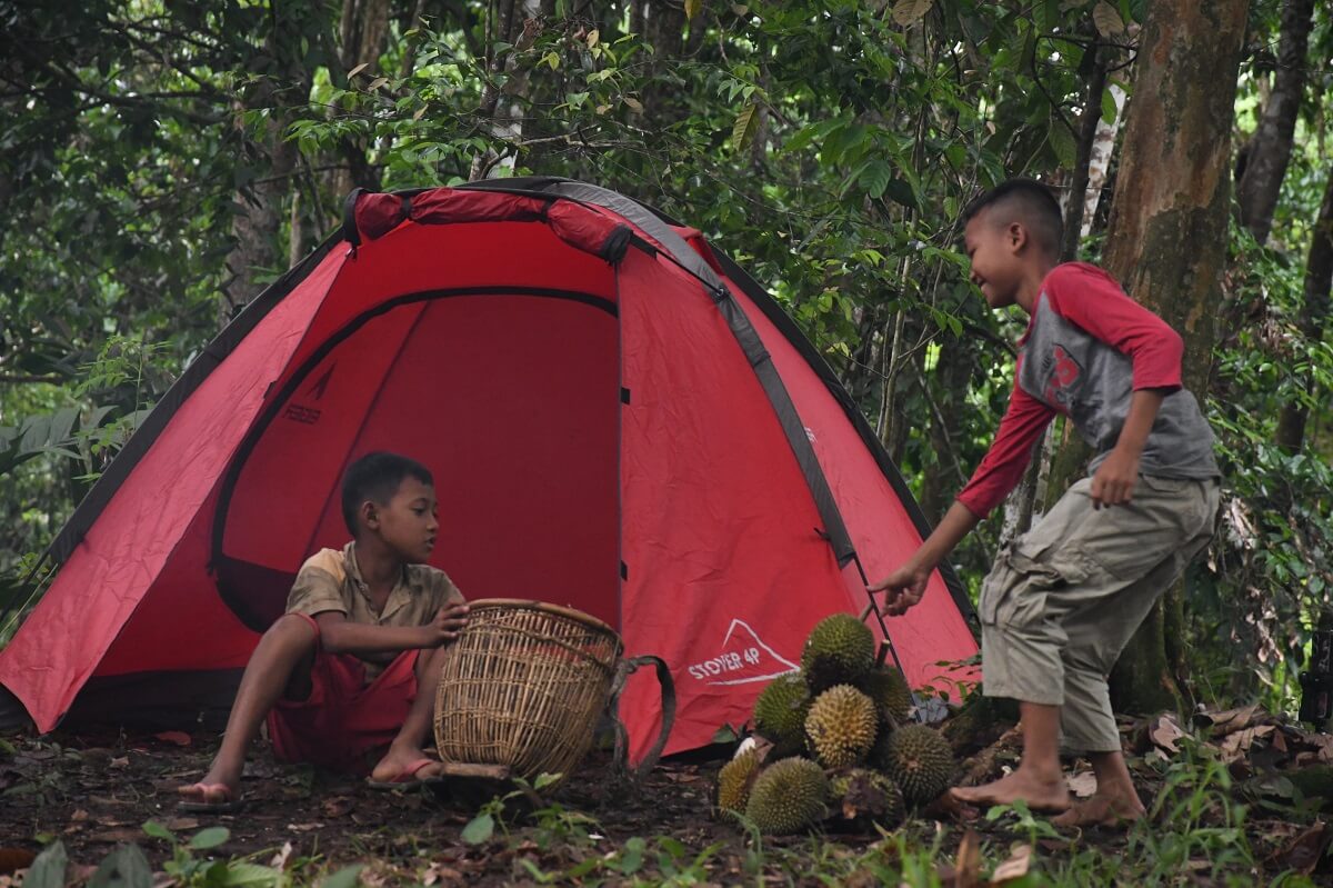 Wisata Temalam Kampungan, Rasakan Sensasi Camping di Kebun Durian di Desa Kelumpang Kecamatan Ulu Ogan