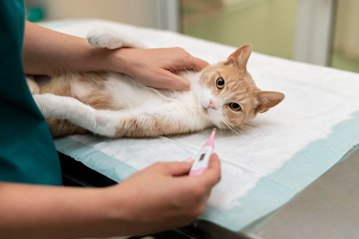 Trik Terbaik, Membasmi Kutu Kucing dengan 13 Metode Efektif!