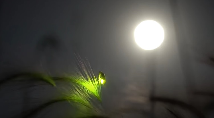 Tahukah Anda Kunang-kunang Mau Punah? Tidak Ada Lagi Cahaya Indah di Malam Hari
