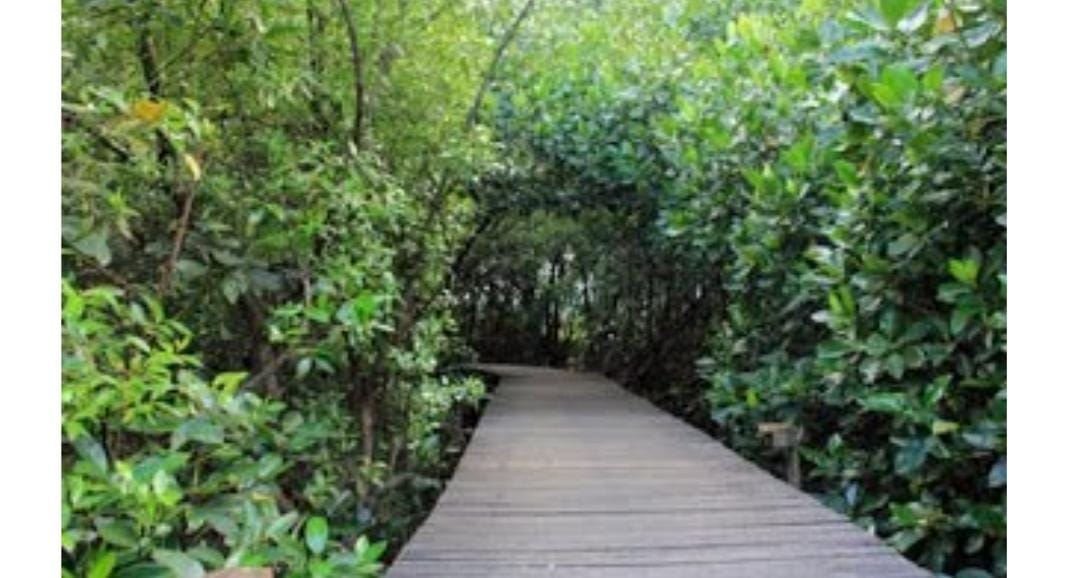 Panorama Keindahan Hutan Mangrove di Probolinggo yang Memukau Mata