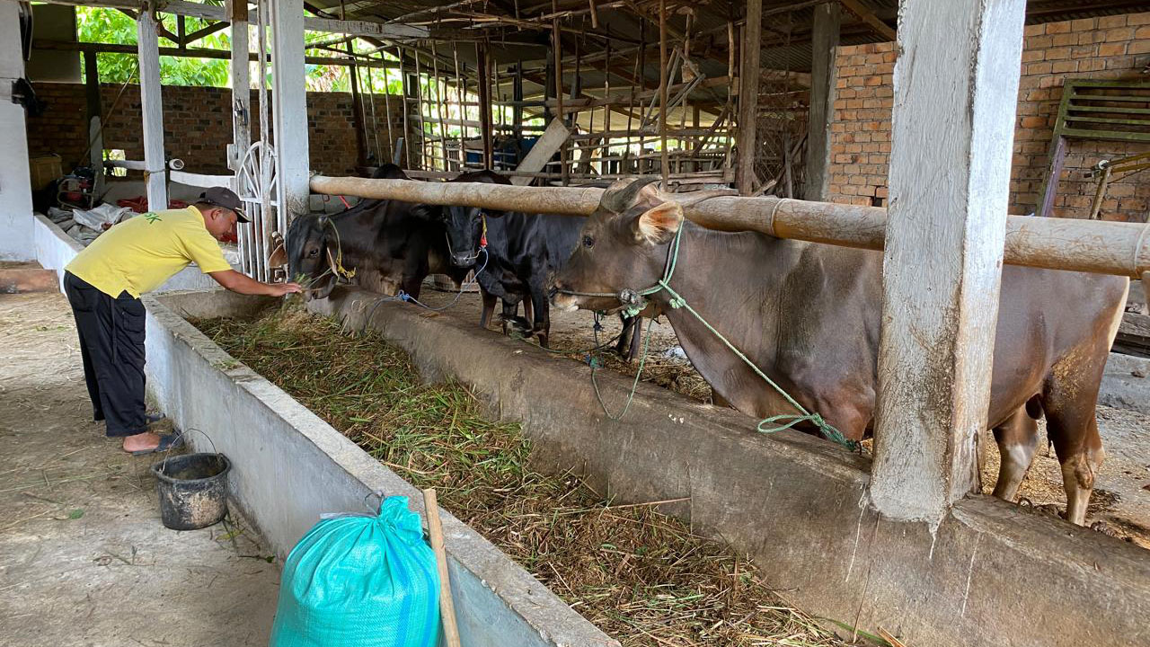 Penjual Hewan Kurban di OKU Timur Keluhkan Sepi Pembeli