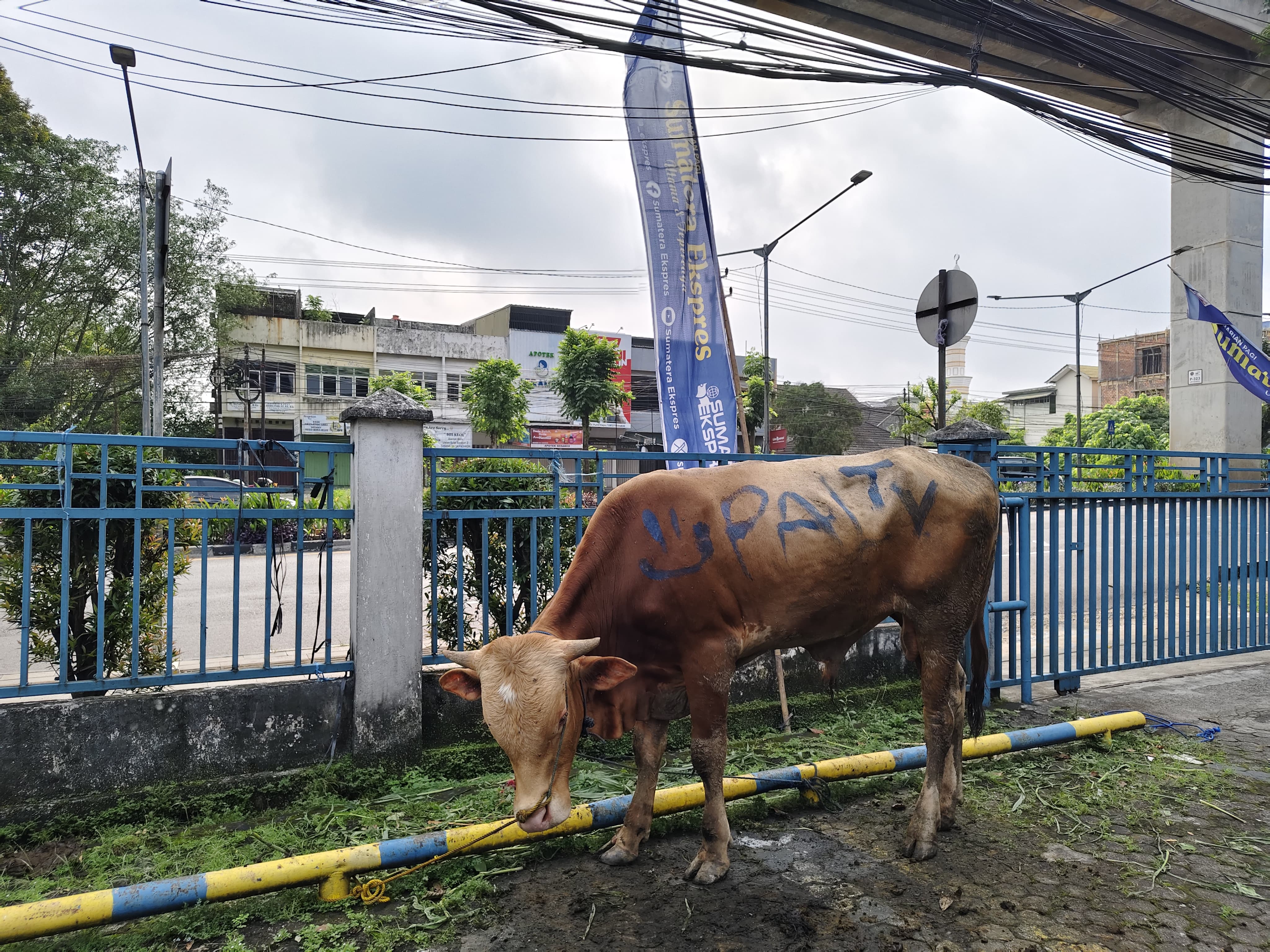 Sumatera Ekspres Group Kurban di Graha Pena, Tiga Sapi Disembelih