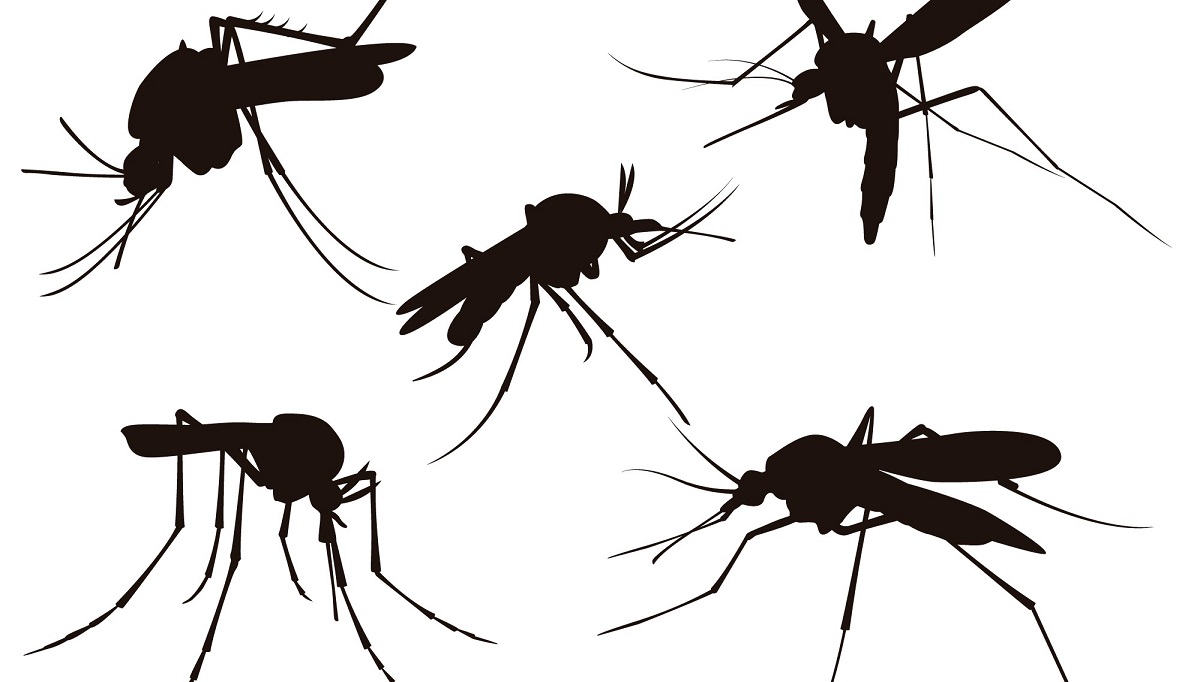 Waspada DBD: Kenali Siklus Hidup Nyamuk Aedes Aegypti Di Lingkungan Kita