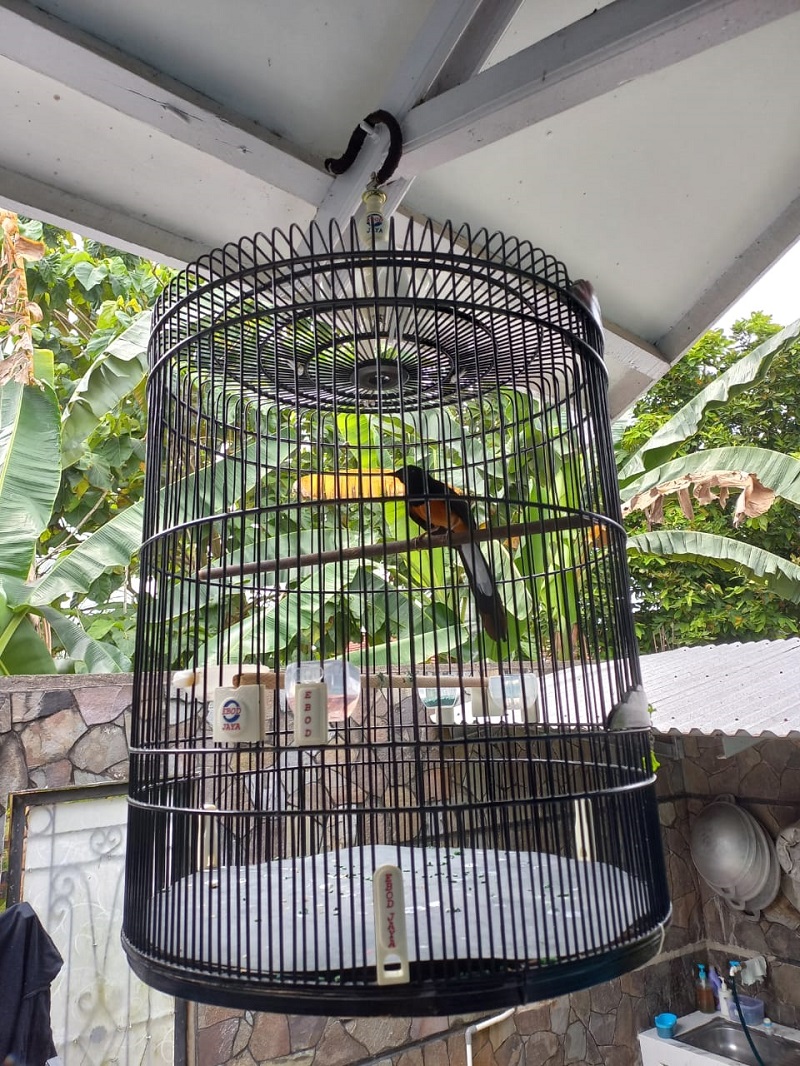Bukan Hanya Beo : Ini Jenis Jenis Burung Yang Juga Bisa Menirukan Suara atau Bunyi Di sekitarnya
