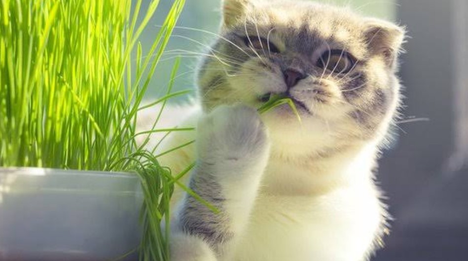 Jangan Heran Kalau Lihat Kucing makan Rumput, Ini Alasannya.