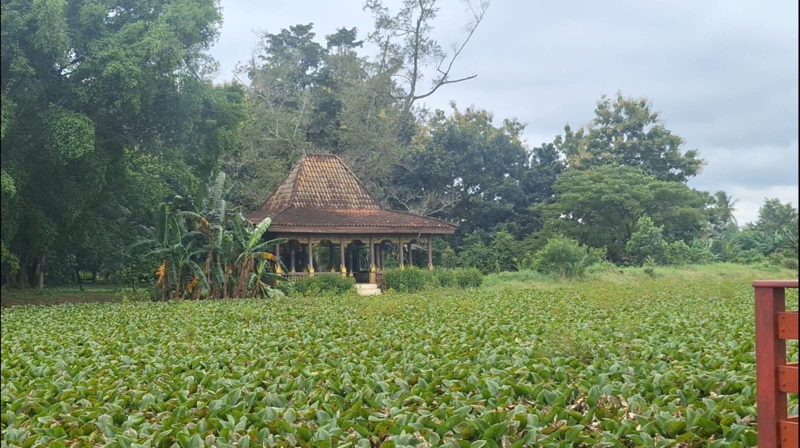 Eceng Gondok Cemari Kanal Taman Purbakala Kerajaan Sriwijaya, Cagar Budaya Palembang