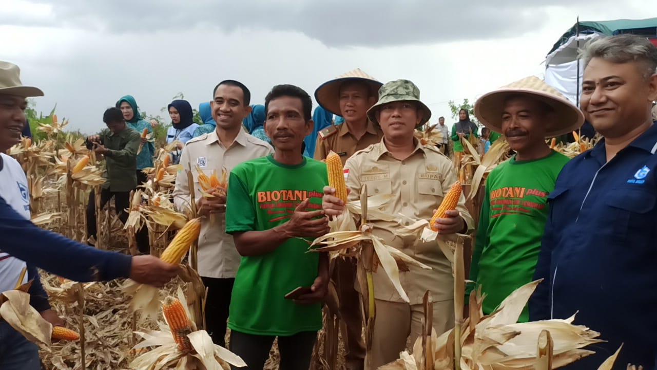  Pj Bupati OKU Puas Hasil Panen Jagung Biota-18