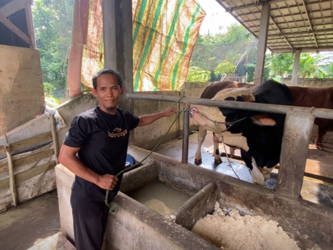 Kenaikan Capai 20 Persen, Idul Adha Bawa Angin Segar Bagi Peternak Sapi di Palembang 