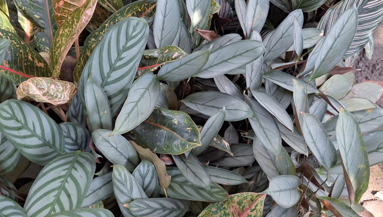 Prayer Plant Calathea, Tanaman Kalatea Penyaring Udara Kotor dan Zat Berbahaya