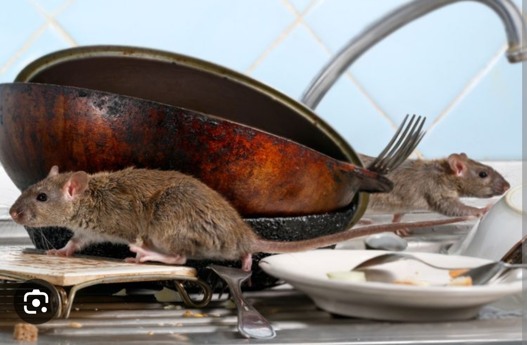 Praktis dan Ampuh dengan Bahan Alami, 5  Cara Ampuh Mengusir Tikus di Rumah Tanpa Racun