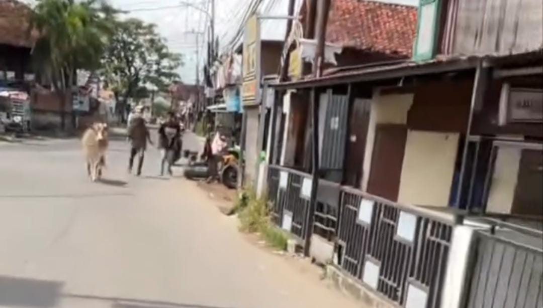 Seekor Sapi Qurban Lepas di Palembang, Bikin Heboh dan Hampir Seruduk Warga