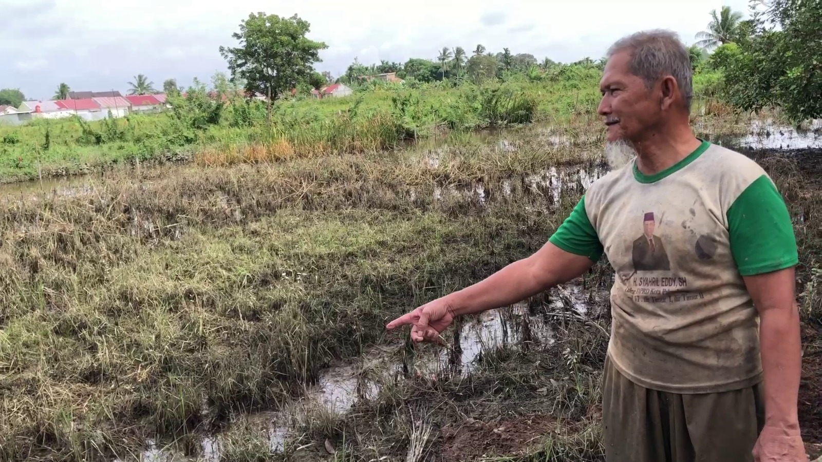 Padi Terendam Banjir, Petani Palembang Terancam Gagal Panen