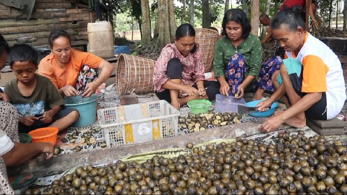 Bulan Ramadhan Petani Karet Banting Setir Produksi Buah Kolang-kaling