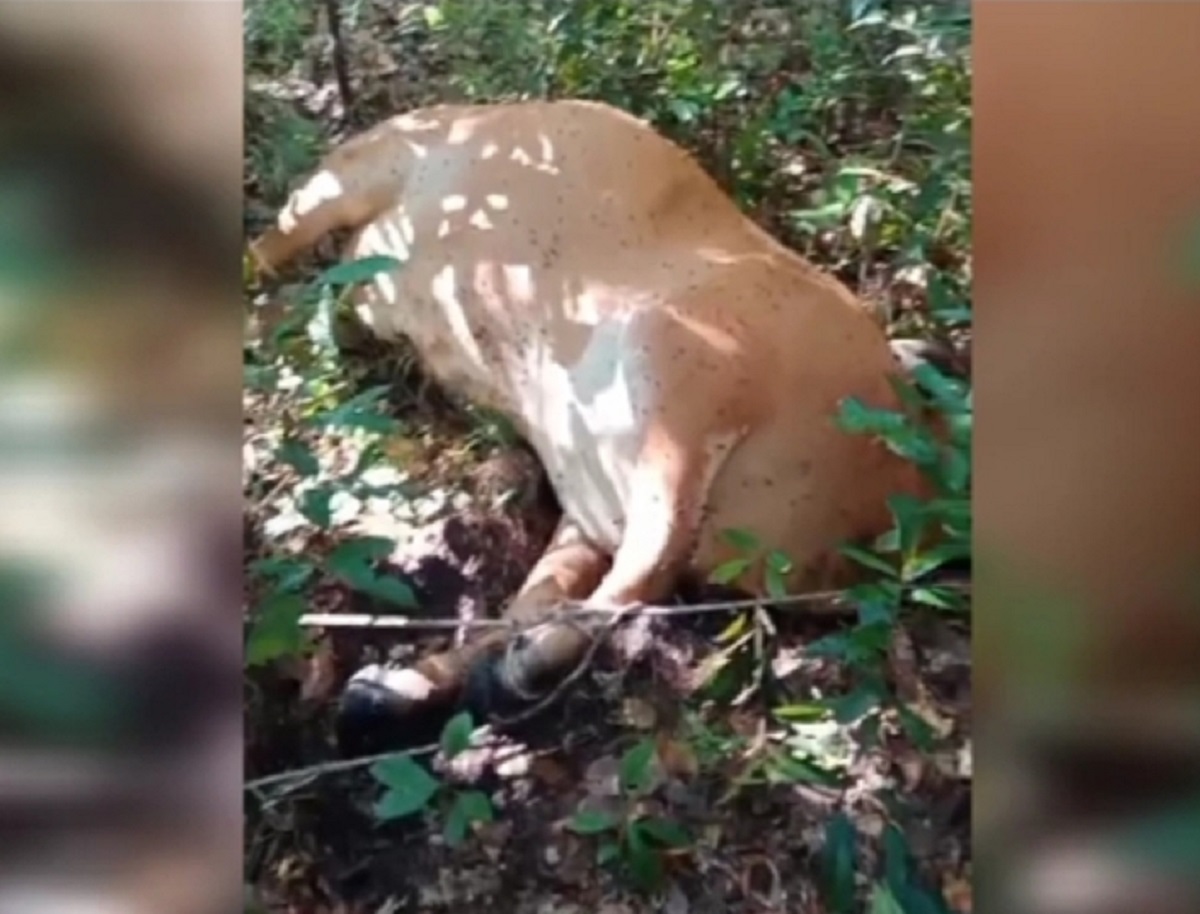 Warga Pangkalan Lampam OKI Resah! Sapi Ternak Sering Hilang Jadi Sasaran Maling