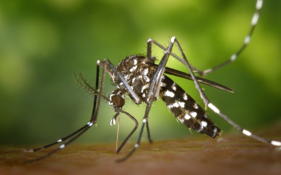 Mengusir Nyamuk Dengan 8 Tanaman Ini, Anda Wajib Mengetahuinya!