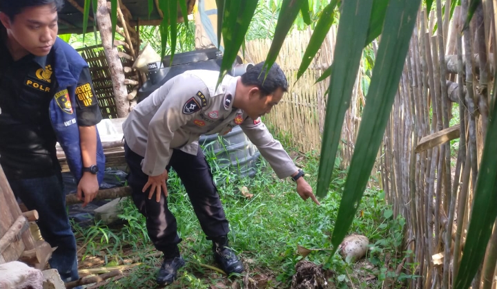 Hewan Buas Teror Ternak Kambing Warga