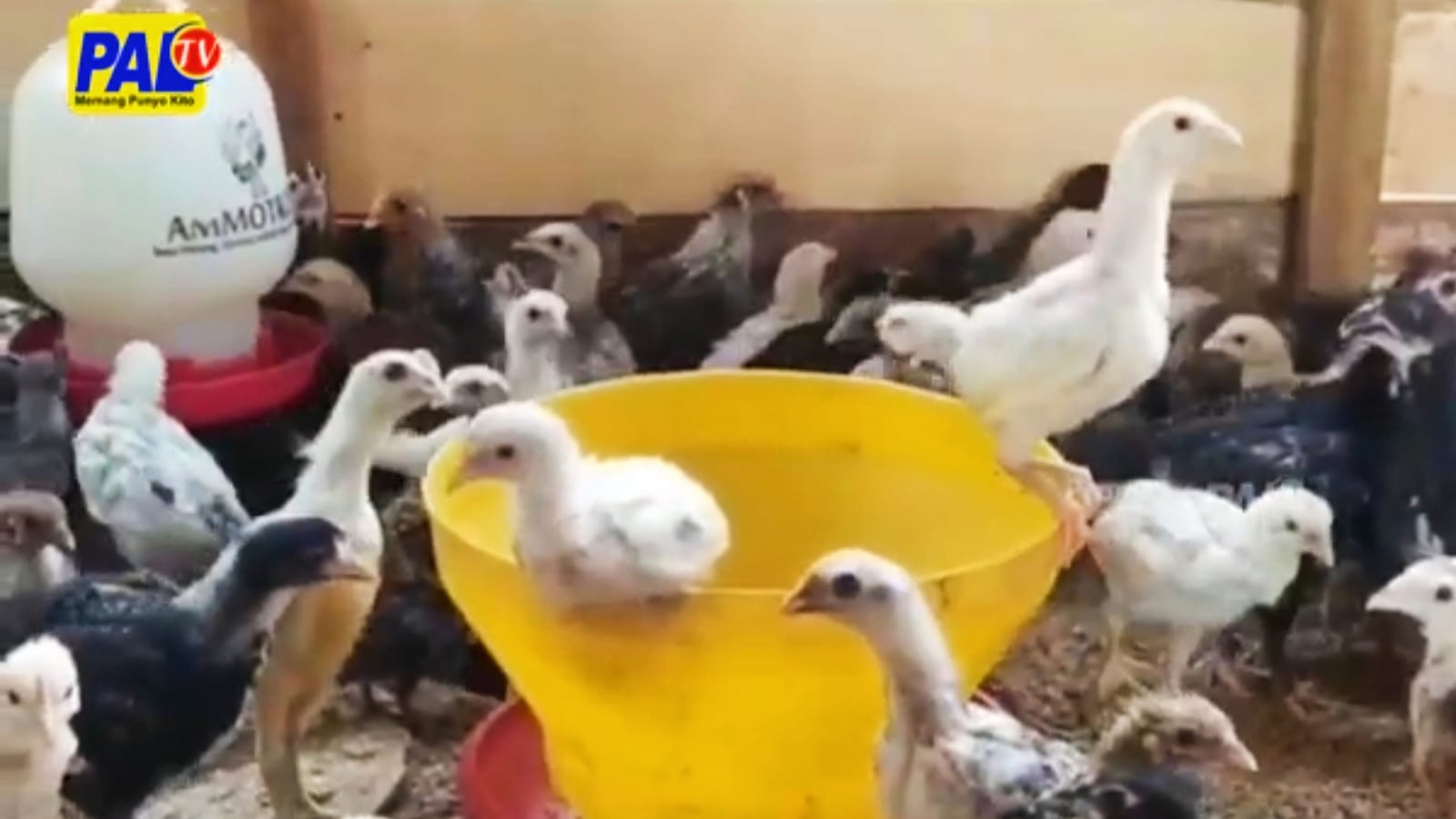 Video: Ternak Ayam Kampung Kian Menggiurkan