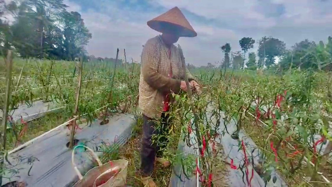 Jelang Idul Adha Jadi Berkah Petani Cabai di OKU Timur