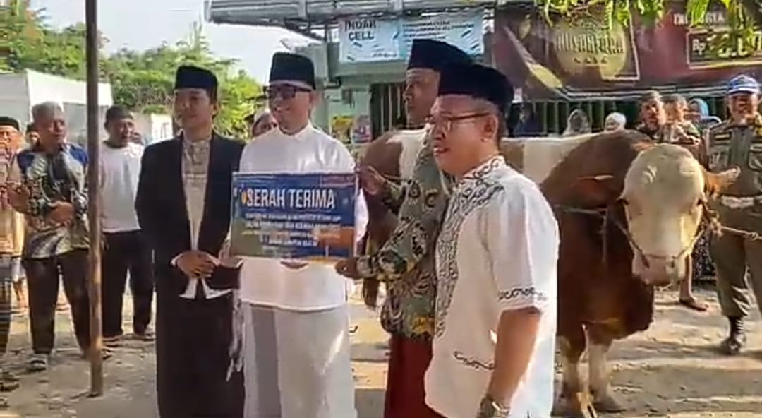 Sapi Kurban Presiden Prabowo Subianto di OKU Bobot Capai 1 Ton