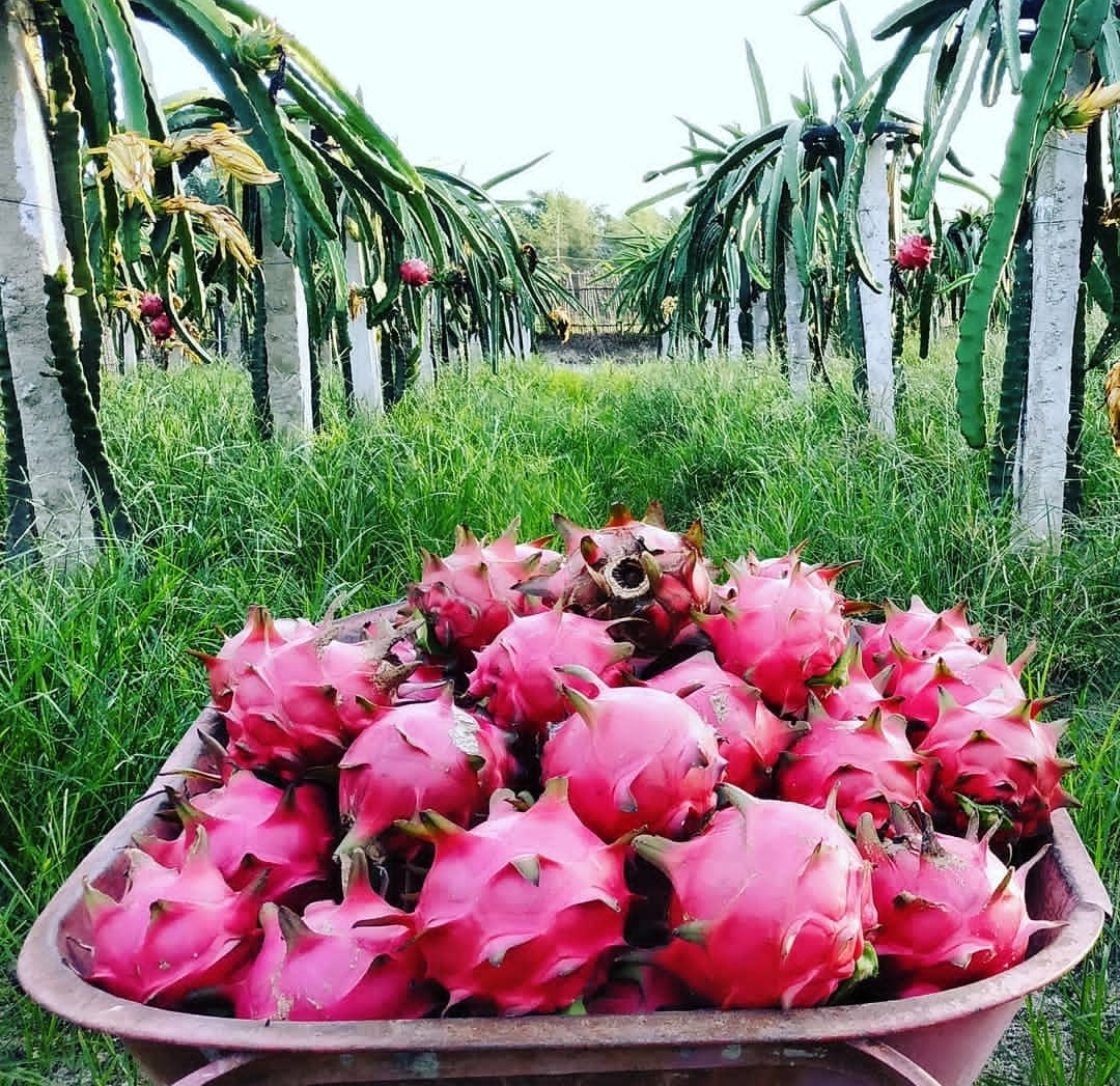 Selain Menyegarkan, Ternyata Ini Manfaat Buah Naga