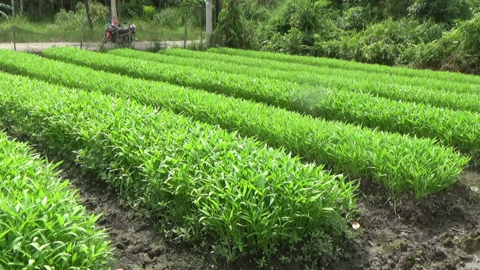 Petani Palembang Sulap Lahan Rawa Jadi Produktif Dukung Swasembada Pangan