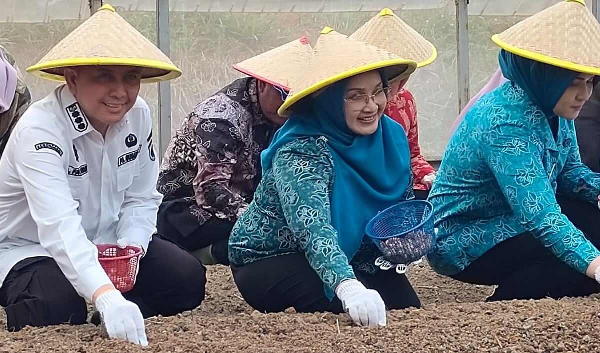 Tanam Bawang Merah, Petani Desa Tungku Jaya OKU Raup Ratusan Juta Rupiah Per Hektare