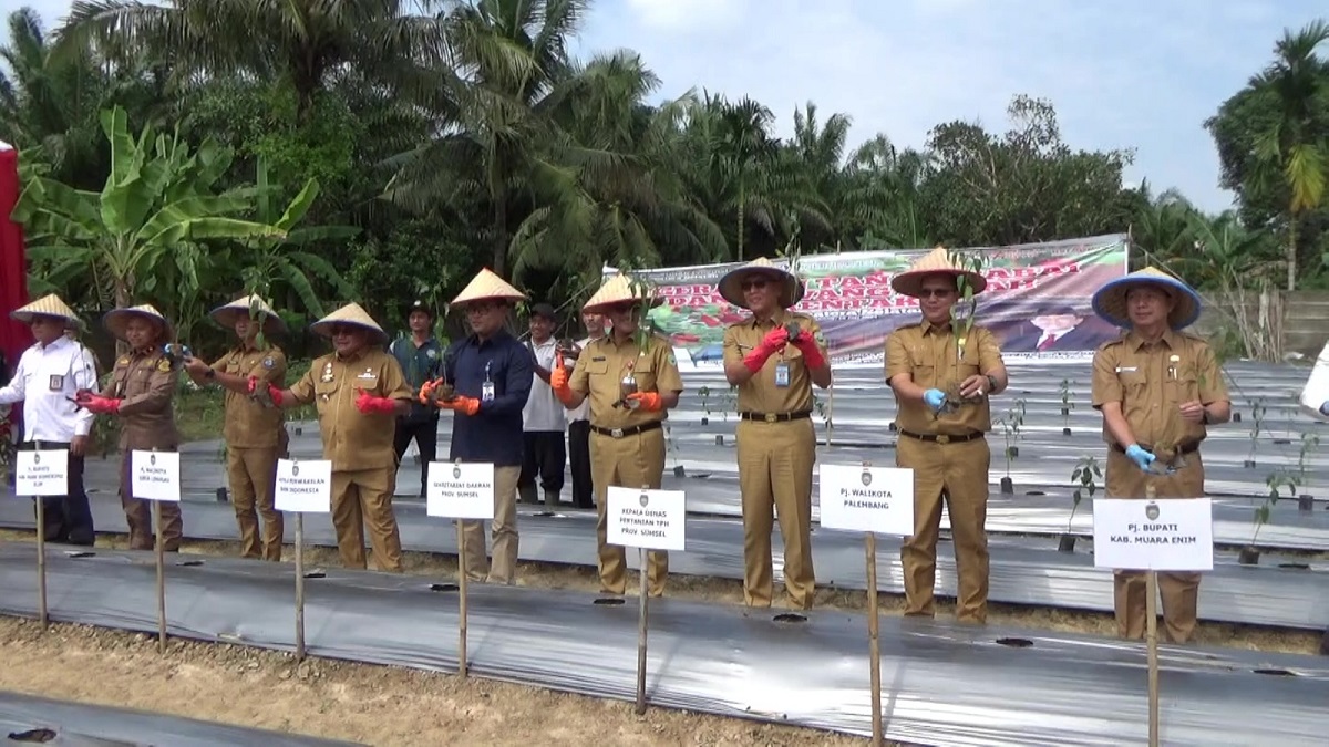 Dukungan Penuh Pemprov Sumsel, Bantuan Bibit dan Saprodi Siap Meningkatkan Hasil Panen Petani Palembang