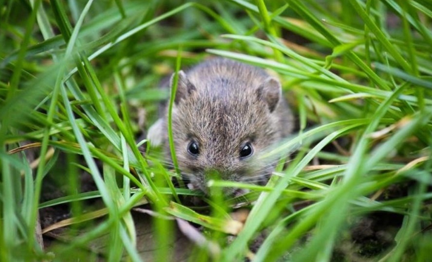 Atasi Hama Tikus pada Tanaman Padi: Upaya Petani Melindungi Hasil Panen