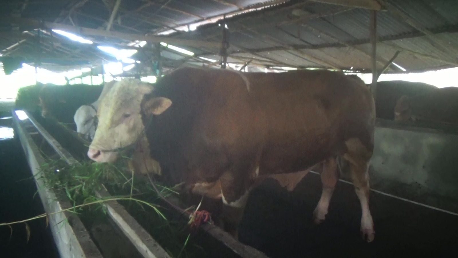 Si 'Blembo' Sapi Raksasa Seberat 1,1 Ton Jadi Kandidat Kurban Presiden Prabowo di Palembang