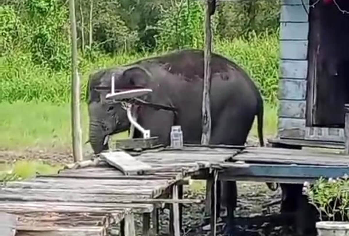 BKSDA Sumatera Selatan Terjunkan Tim Guna Halau Kawanan Gajah Liar di OKI