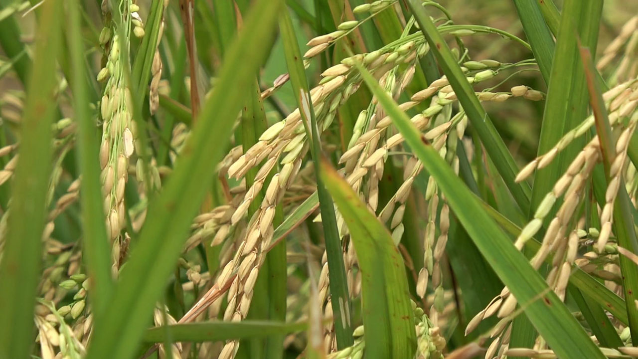 Pemerintah Sumatera Selatan Pastikan Serap Gabah Petani Sesuai HPP Rp6.500