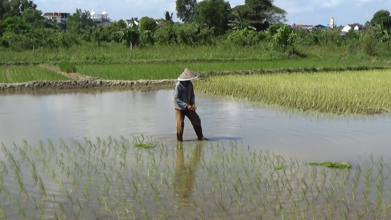 Dominasi Petani Lansia di Sumsel, Pemprov Dorong Regenerasi Lewat Brigade Pangan