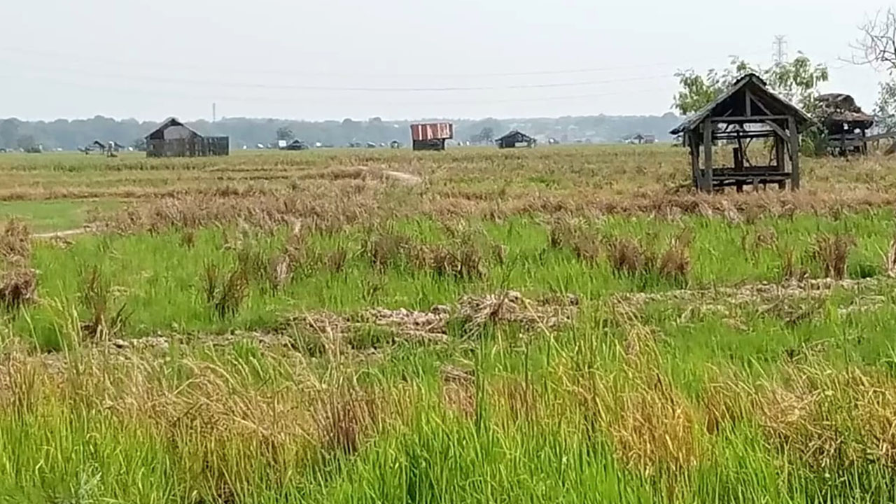 132 Hektare Sawah Kekeringan, Ratusan Petani Muara Enim Gagal Tanam