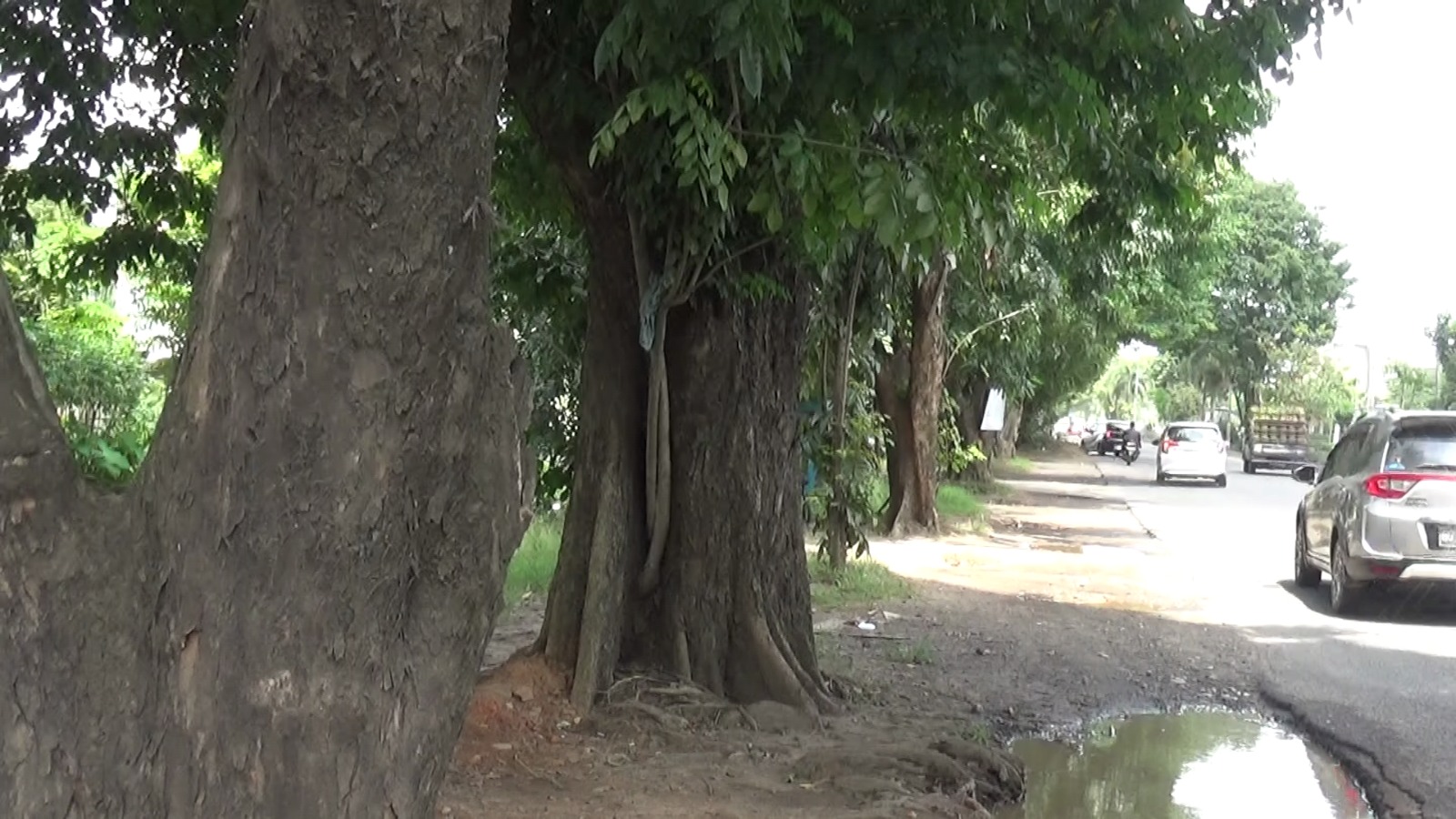 Warga Palembang Desak Peremajaan Pohon dan Pengawasan Rutin