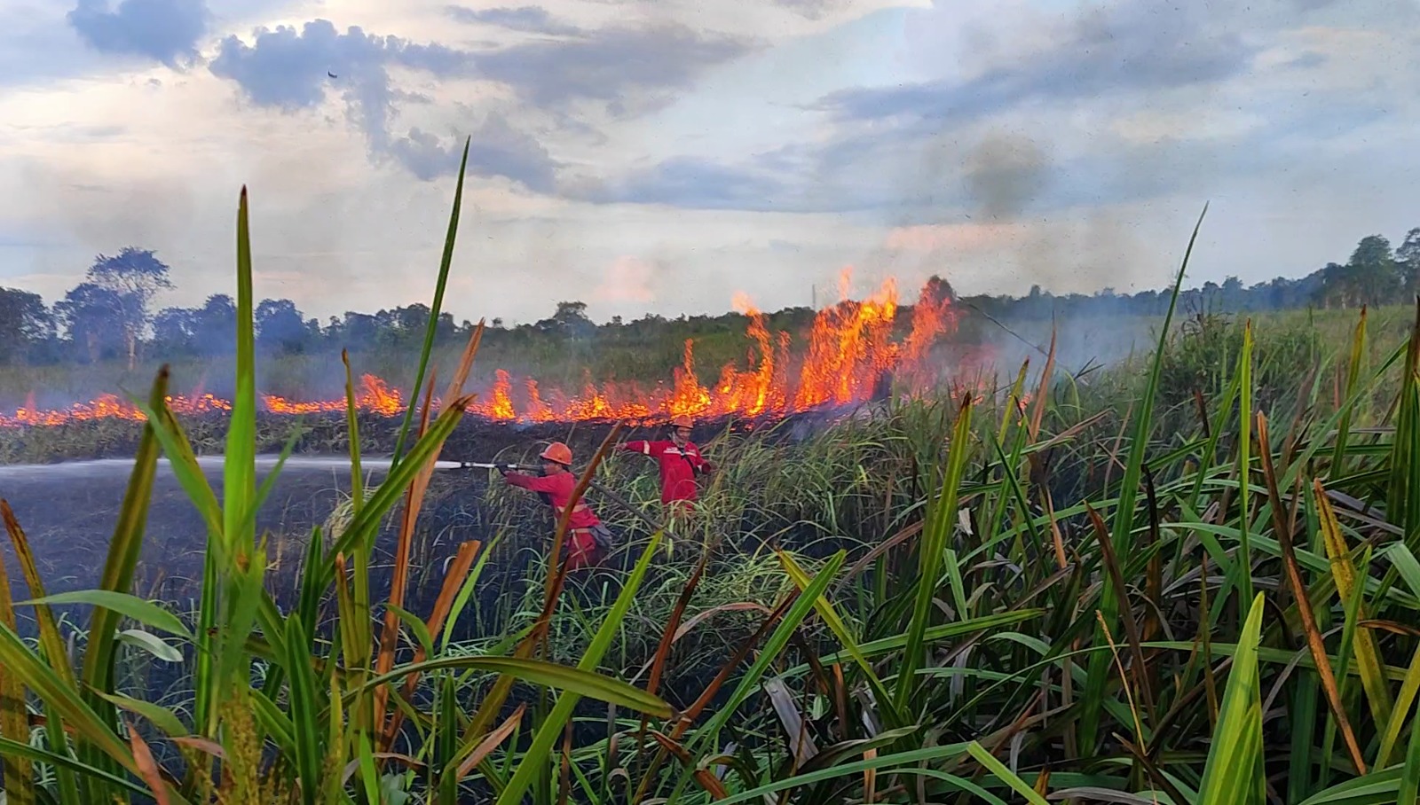 Hingga Juli, Lahan Terbakar di Sumsel Capai 40,38 Hektare