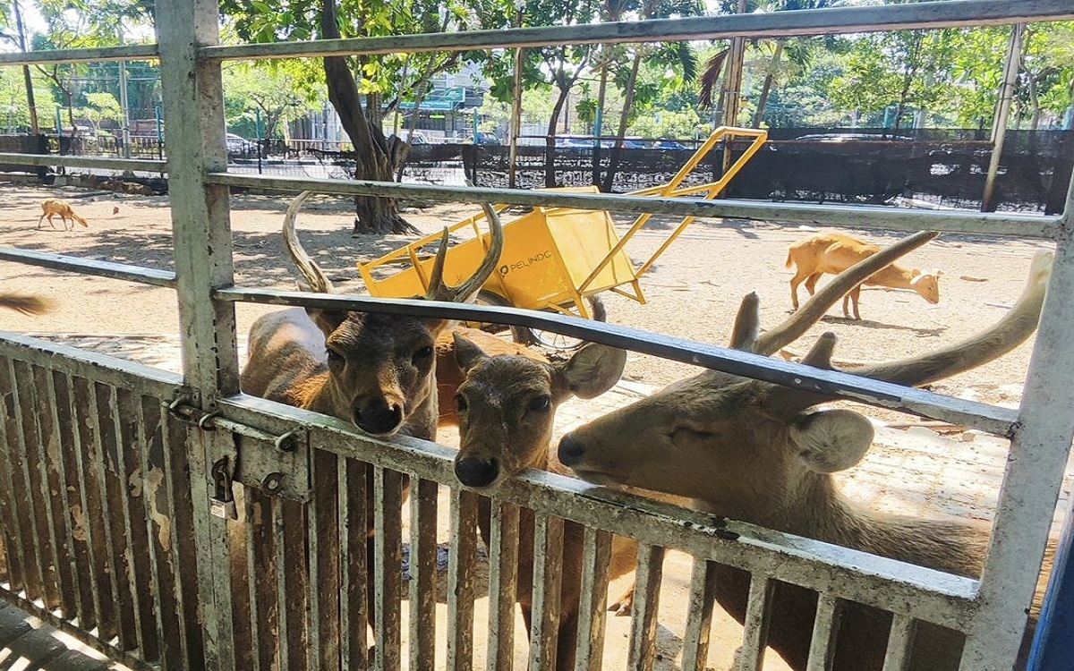 Taman Flora Surabaya: Oase Hijau di Tengah Kota Pahlawan