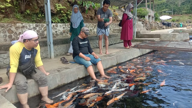 Ayek Pacar Jarai Lahat, Wisatawan Bisa Celupkan Kaki di Kolam Ikan Koi untuk Terapi