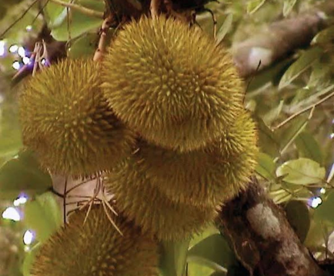 Jangan Berlebihan Konsumsi Durian, Ini Efek Sampingnya