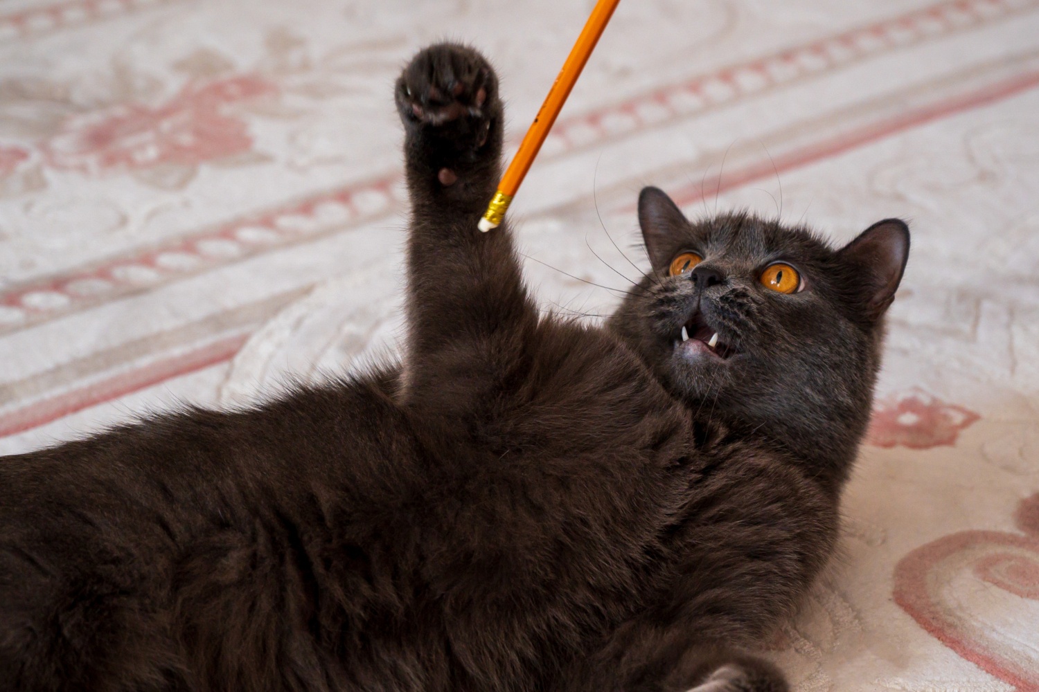 Mengapa Kucing Suka Menggigit Kabel? Ini Penjelasan Ilmiah.