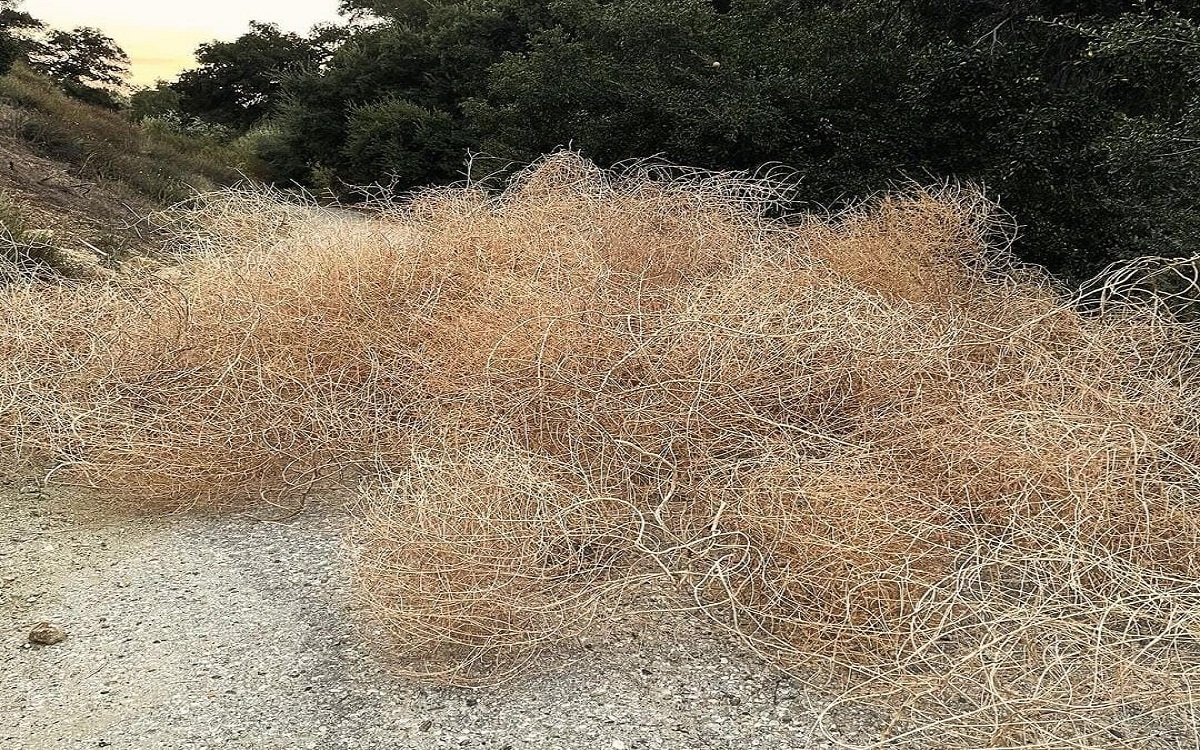 Tumbleweed Fenomena Tanaman  Bergulir  yang Menakjubkan