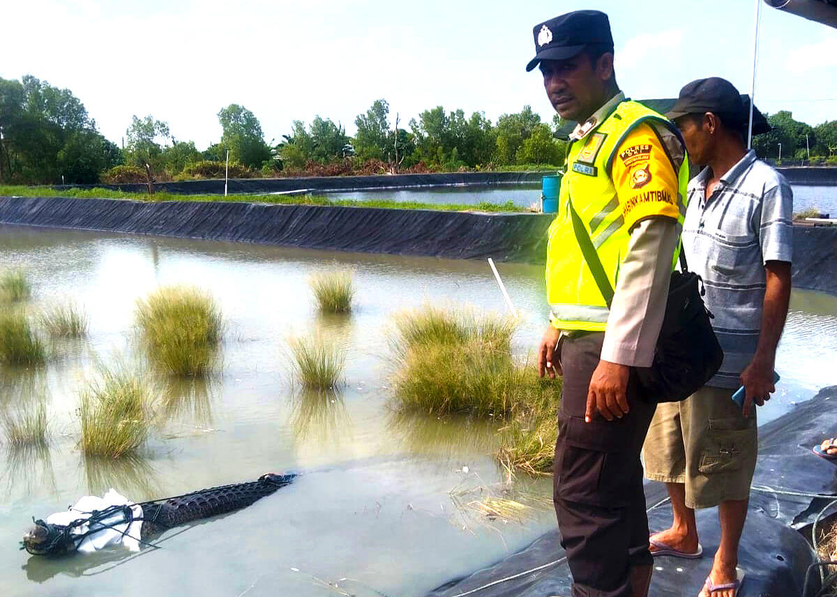 Warga Sungai Menang OKI Tangkap Buaya Liar Sepanjang 4 Meter, Nyasar ke Tambak Ikan Warga