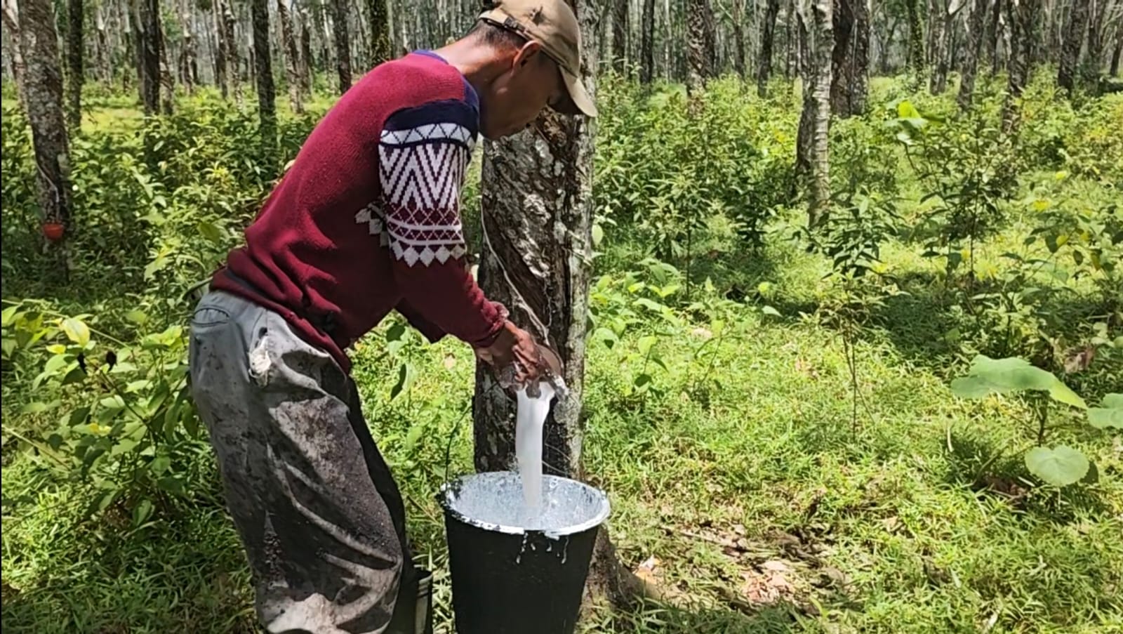 Dipicu Permintaan Global, Harga Karet di Sumsel Melonjak