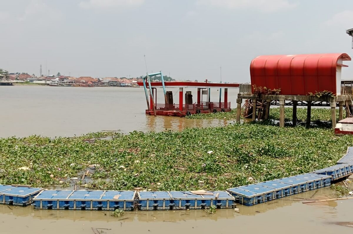 Musim Kemarau dan Kekhawatiran Pengemudi Speedboat Terhadap Eceng Gondok di Perairan Sungai Musi