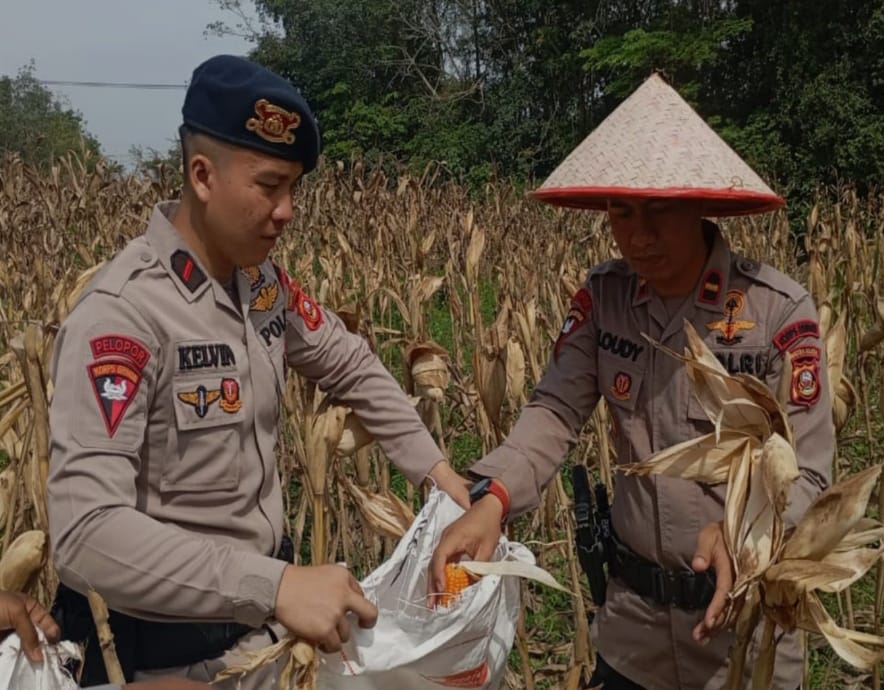 Personel Batalyon C Brimob Polda Sumsel Panen 10 Ton Jagung, Dukung Program Ketahanan Pangan Nasional