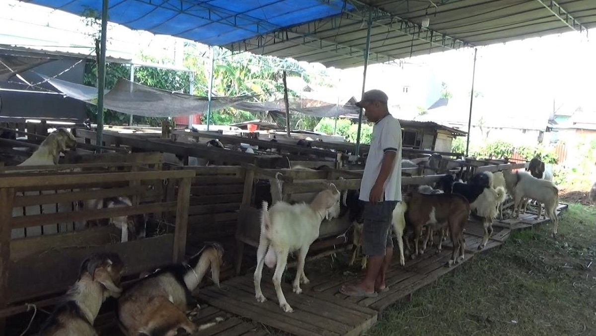 Seminggu Jelang Idul Adha, Pedagang Kambing di Palembang Masih Sepi Pembeli