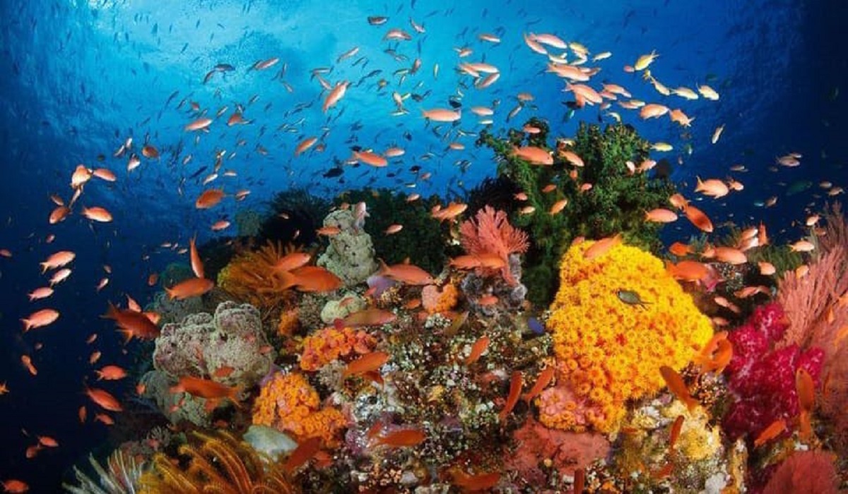 5 Fakta Menarik Pulau Bunaken! Taman Laut Pertama sebagai Surga Bagi Penyelam